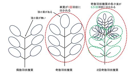 三出複葉植物|複葉植物の戦略